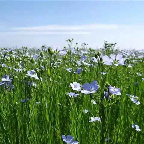 veloroute-nature